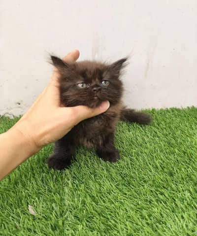 kitten for sale