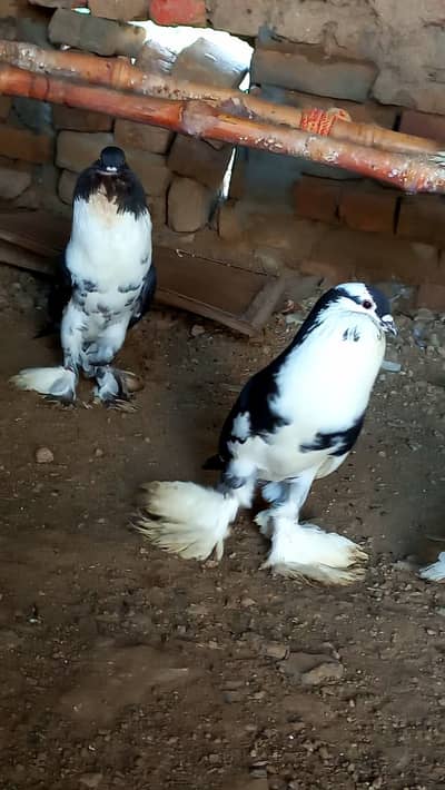 HIGHT QUALITY GUBARA PIGONS FOR SALE
