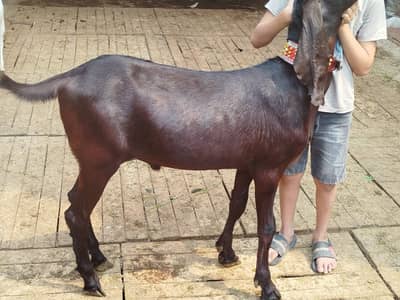 Makhi Cheena Bakra | Ablak | Nagra Goat | بکرا | Qurbani 2026