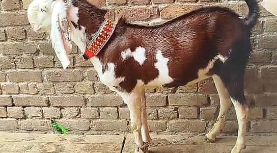 Makhi Cheena Bakra | Ablak | Nagra Goat | بکرا | Qurbani 2026