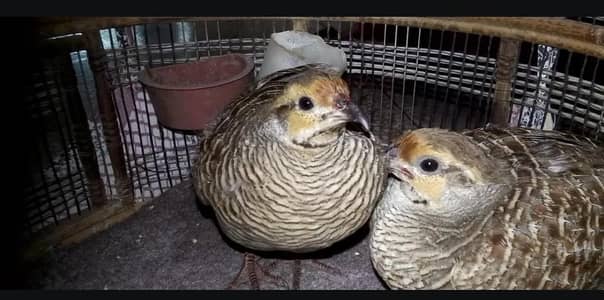 02 Breeder Dakhni Females