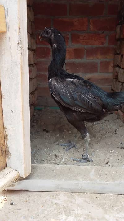 pakoya murga dragon murgi