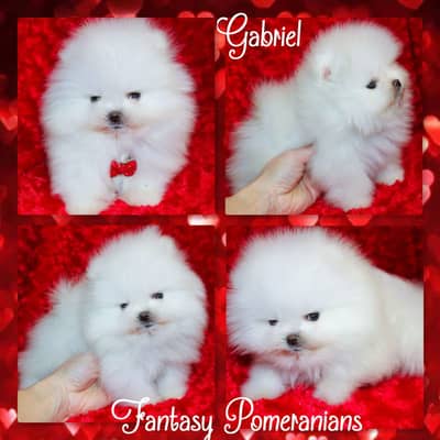 Pomeranian dog for sale