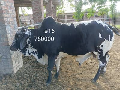 Qurbani bull 220k se 13lack cow wera wacha 03476585599/ 03104594900