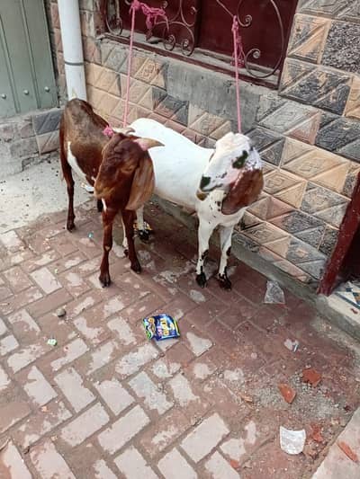 Goats for Sales