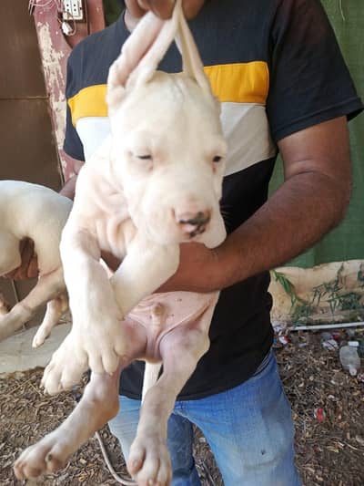 dogo arrjantino pups and amrican akita gsd long cort pups  available