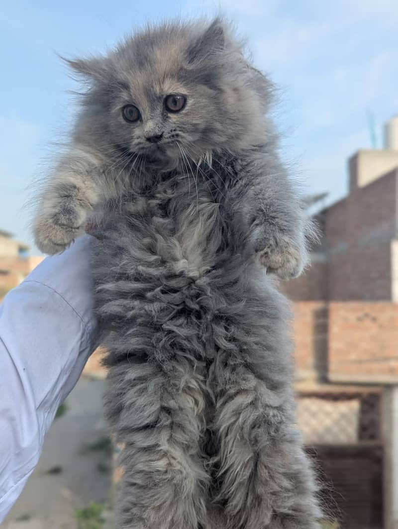 Kittens Plus Cats 1
