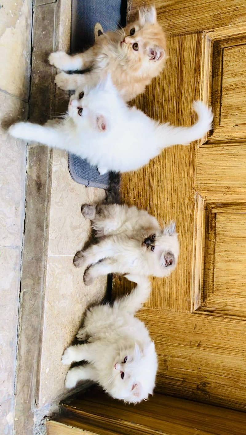 Kittens Plus Cats 2