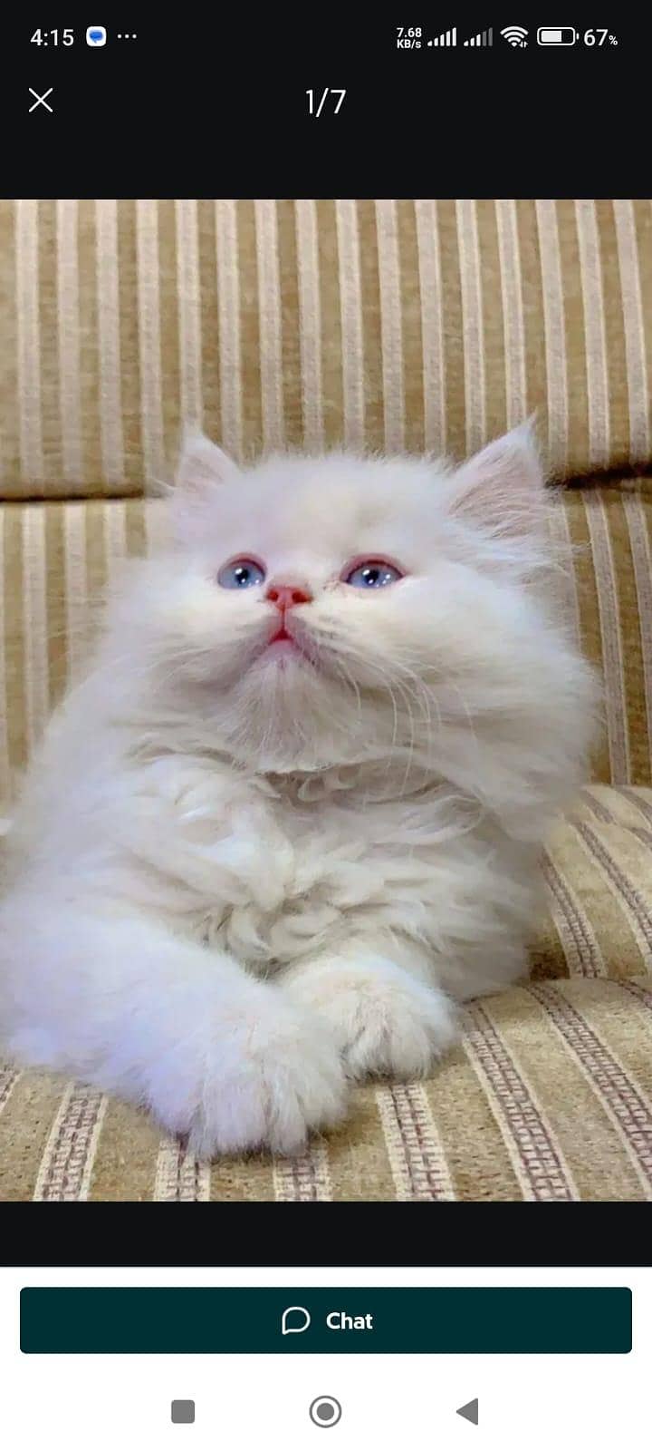 Kittens Plus Cats 4