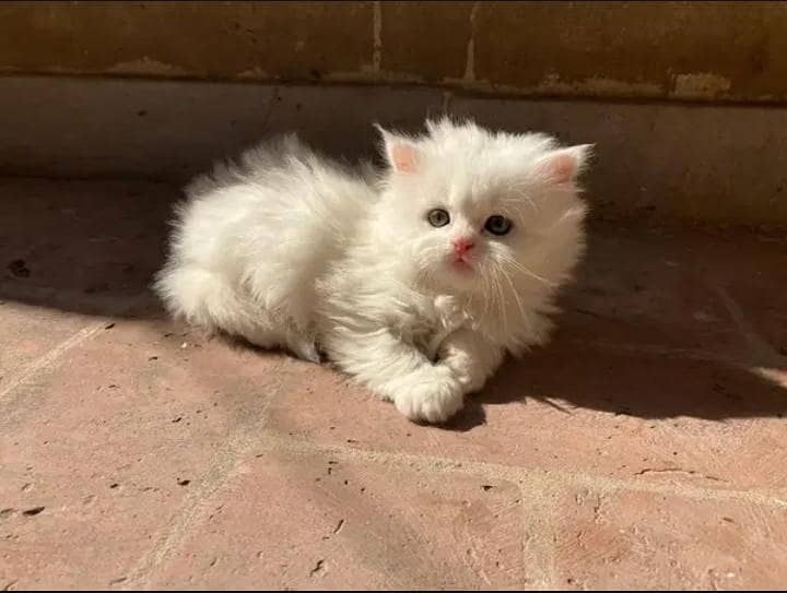 Kittens Plus Cats 5