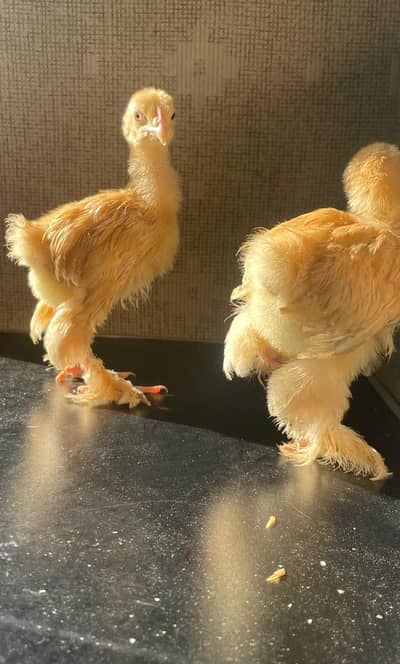 GOLDEN BUFF COCHIN CHICKS FOR SALE | 5-6 Weeks | Pure Breed | Rs. 950