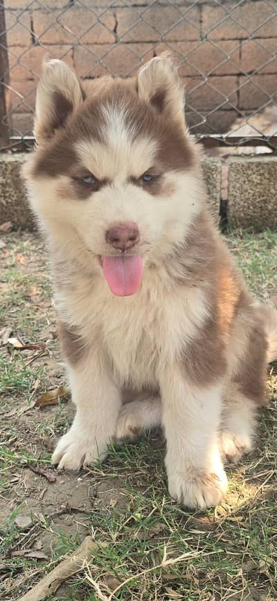 Siberian Husky Male Puppy | Blue eyes woolly coat Husky Dog For Sale