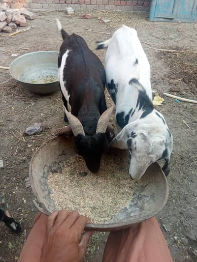 Bakra for sale 3 Hain 2 dant