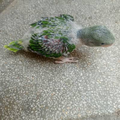 Raw Parrot.