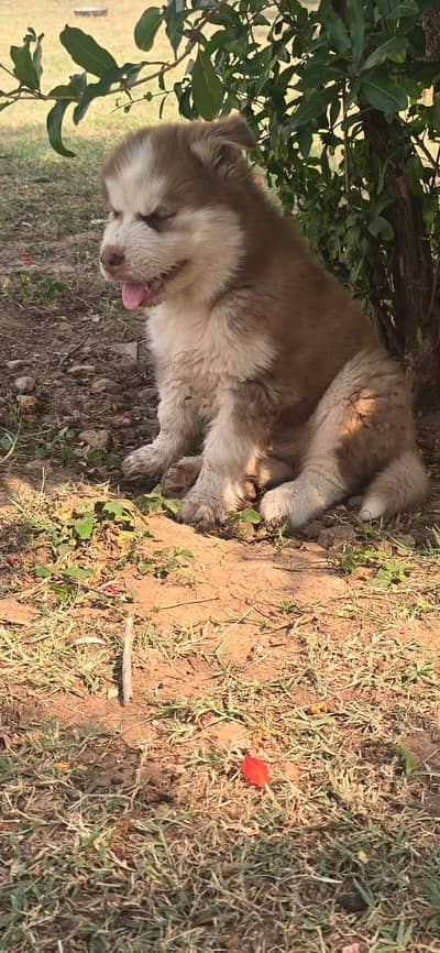 Siberian Husky male puppy | woolly coat | blue eyes