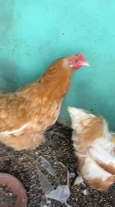 Desi Golden + Sindhi Chickens for Sale | 1 Rooster 5 Hens | Healthy