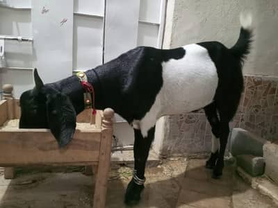 Bakra for sale