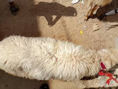 dumba  bakra for sell