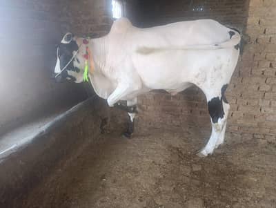 Fateh jangi bull | Bachra | Wacha | Bull | 2 Dnat | Qurbani 2026