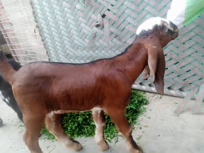 1 betal 1 nagri femail path