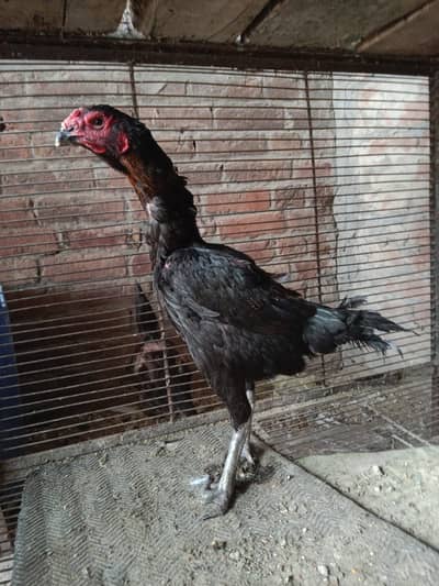 aseel thai aseel | imported aseel |breeder aseel hen |eggs laying hen