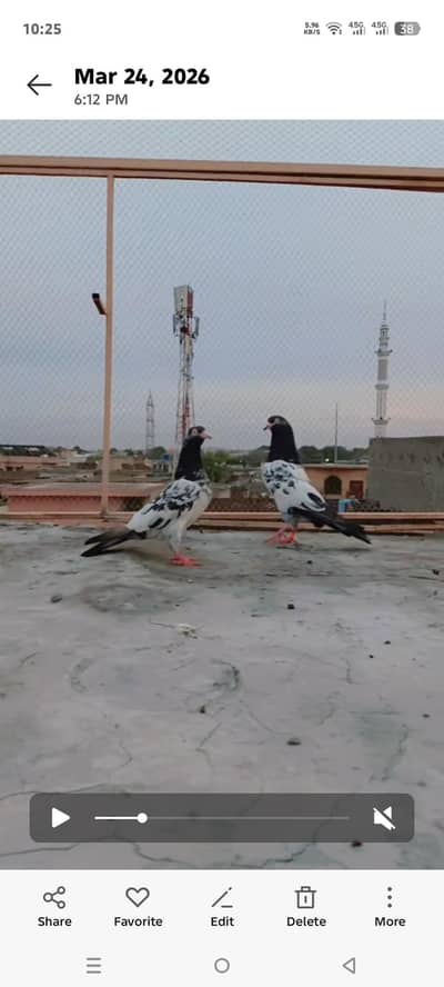 original teedy and prince kamangar pair