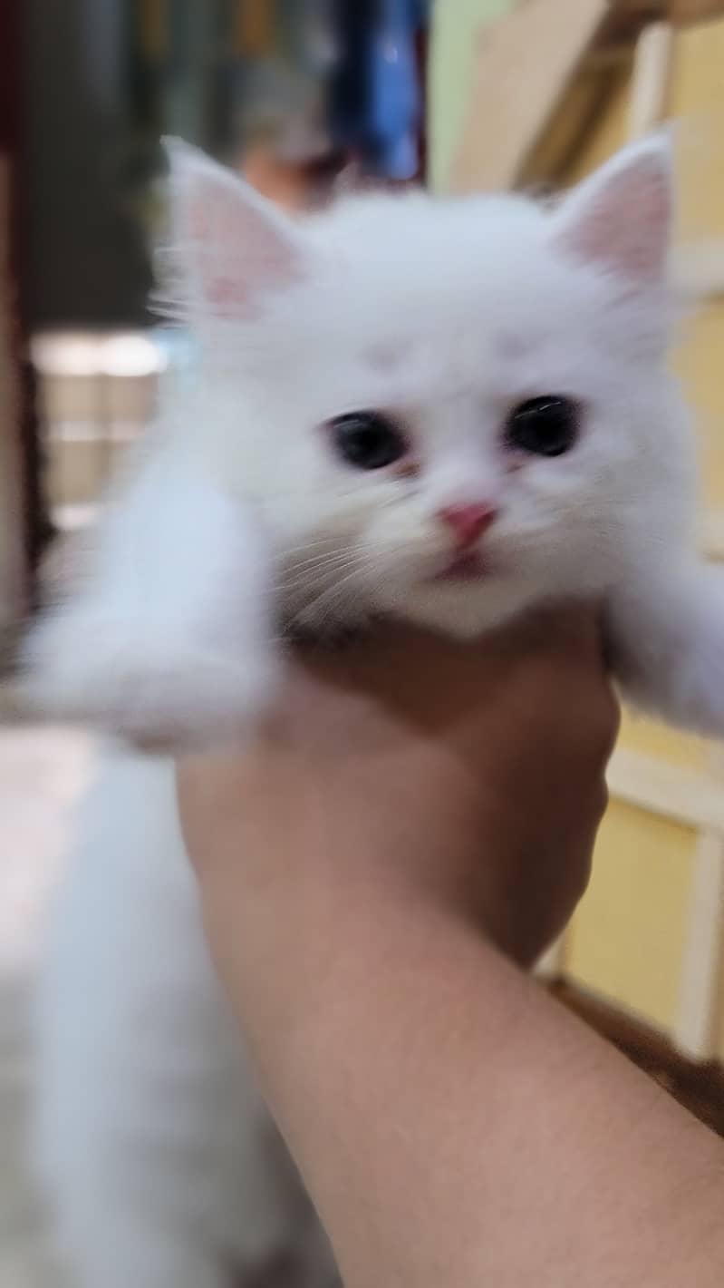 2 months 11