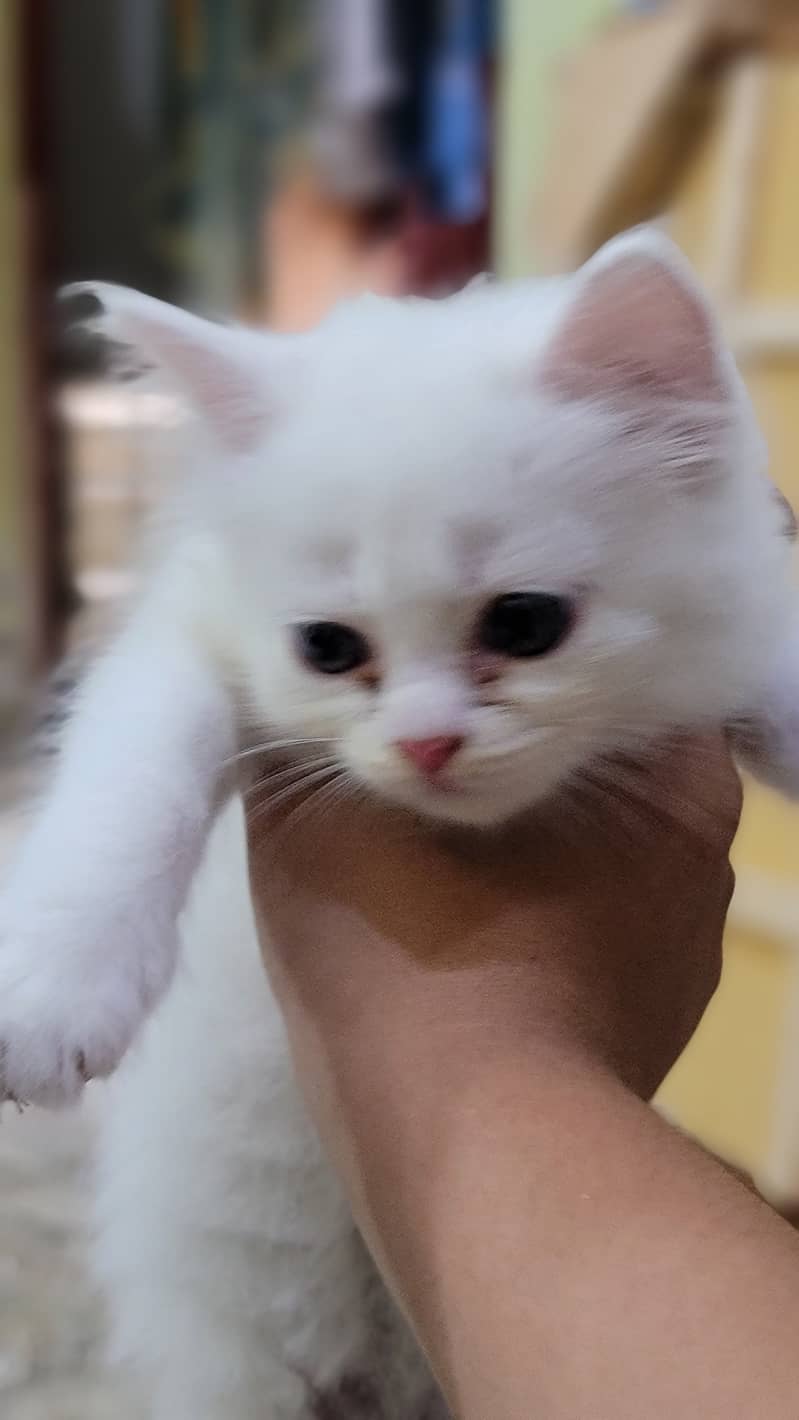 2 months 12