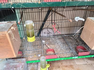 2 Cage for finches, Java, lady golden