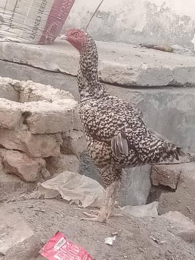 high quality madi for sale and exchange murgey se
