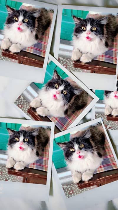 Persian Cat