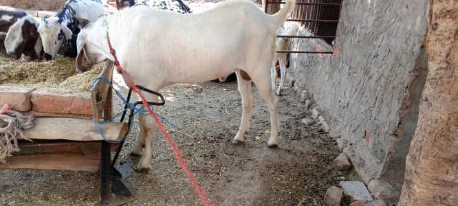 1.3 saal ka bakra for sale white color