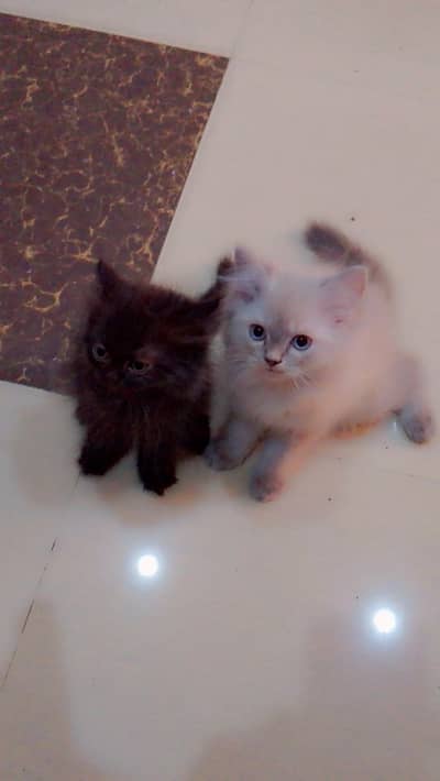 Persian cat