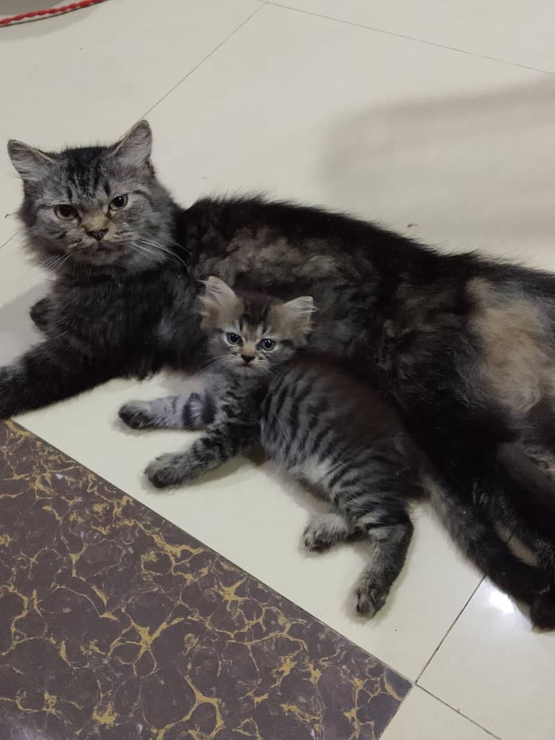 Persian cat 1