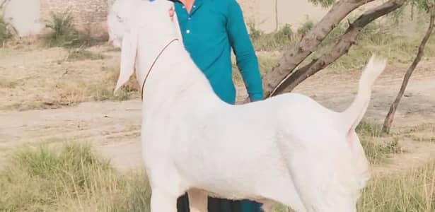 2 Dant Qurbani ke liye Bakra For Sale / _03704685463