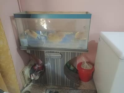 Fish Aquarium