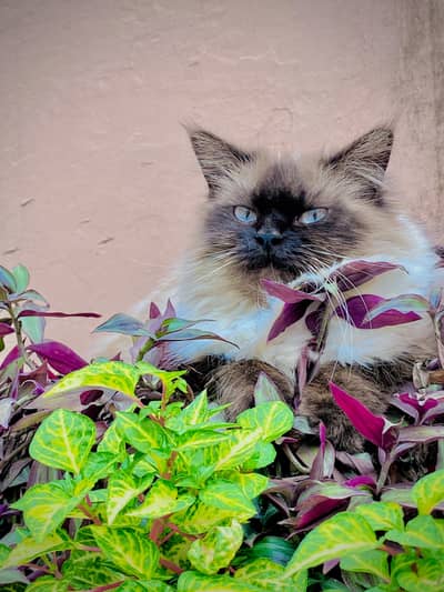 Persian cat for sale