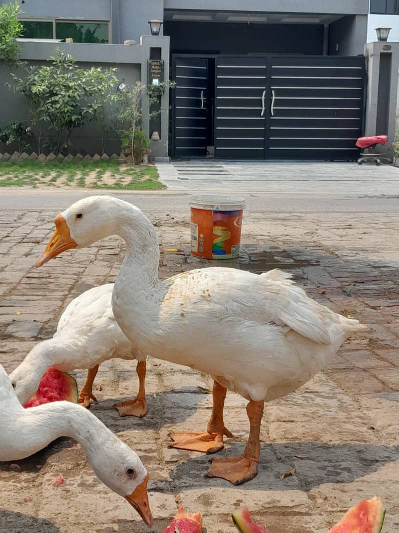 ducks 0