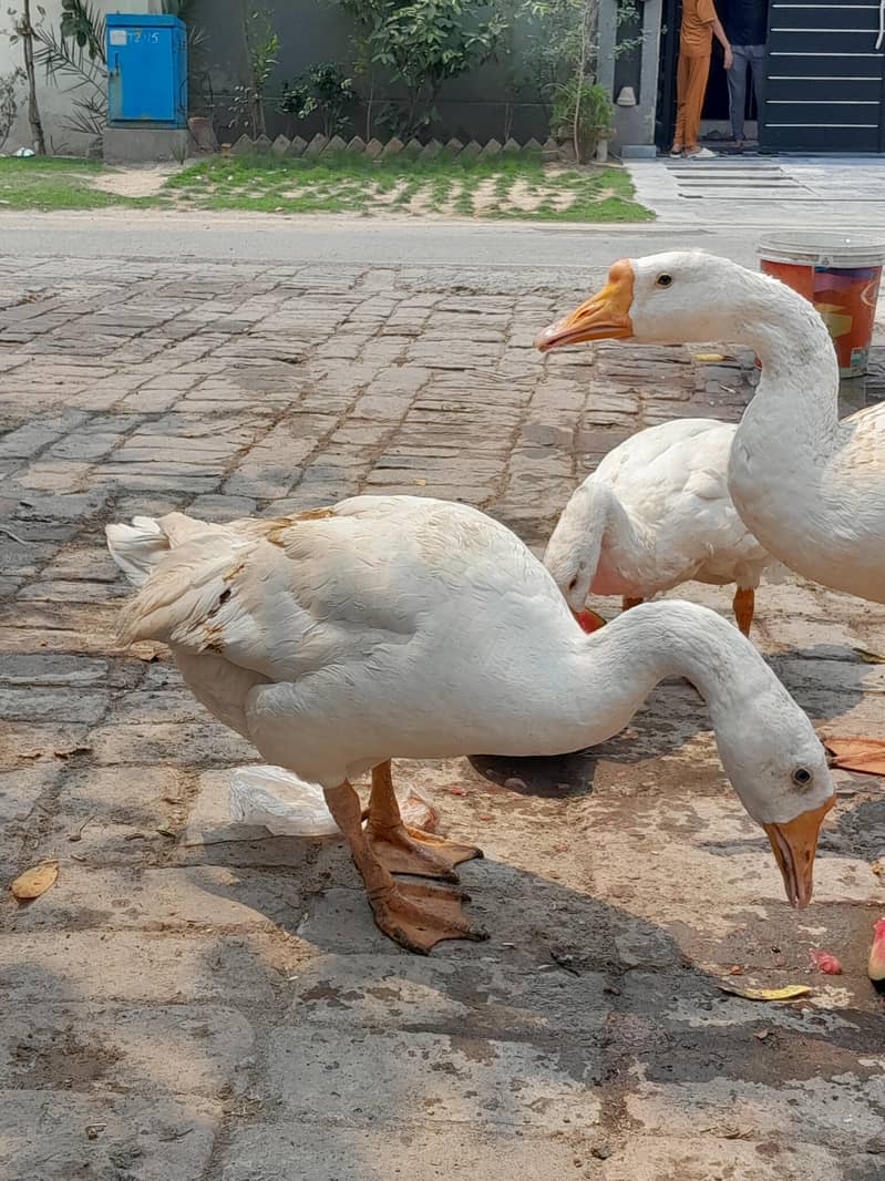 ducks 1