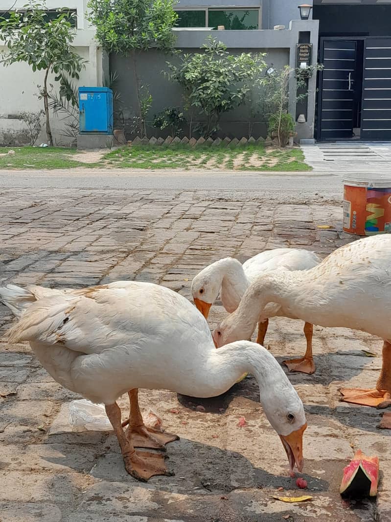 ducks 2