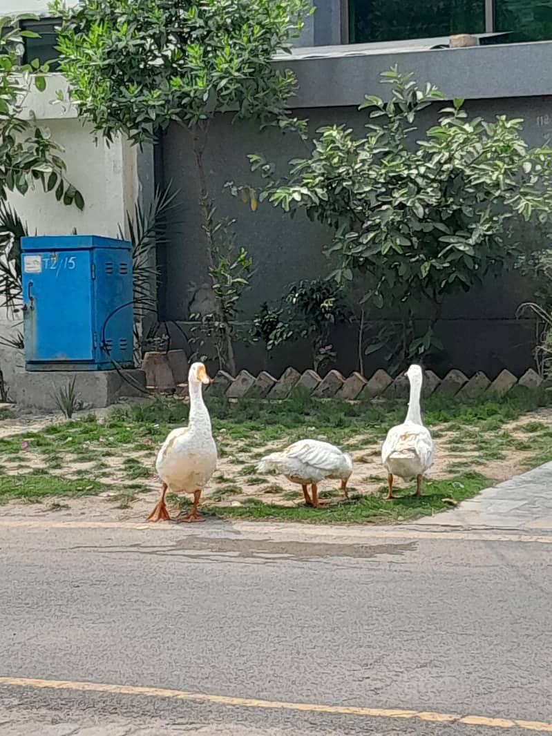 ducks 3