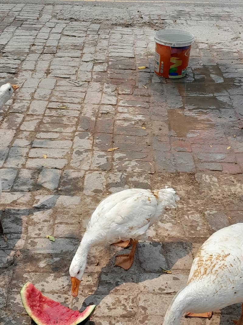 ducks 4