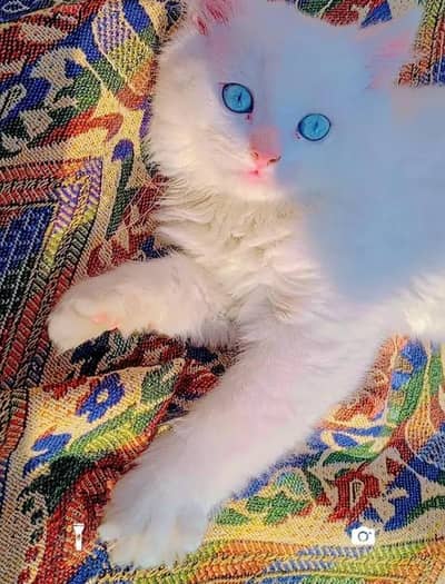 Male kitten triple coted