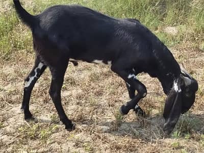 qurbani ke liye nasl wale bakry