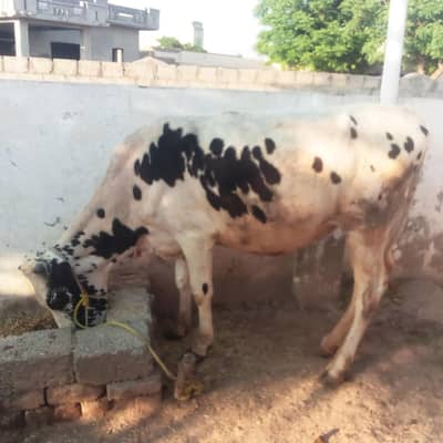 wairee For Qurbani 2026