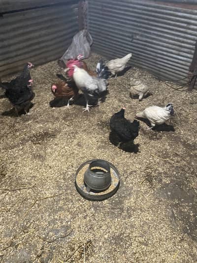 Desi egg laying hens