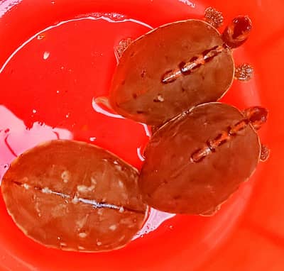 snake like tortoise