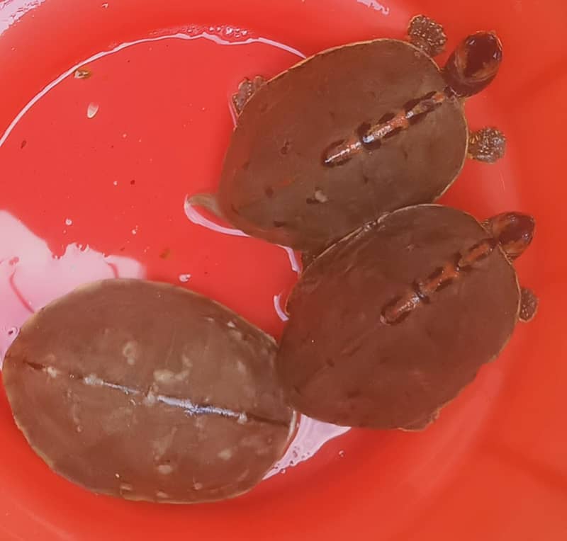 snake like tortoise 1