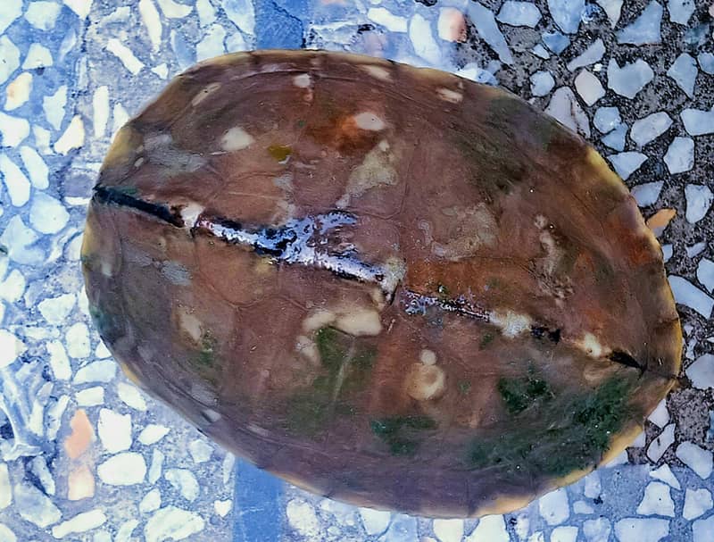 snake like tortoise 2