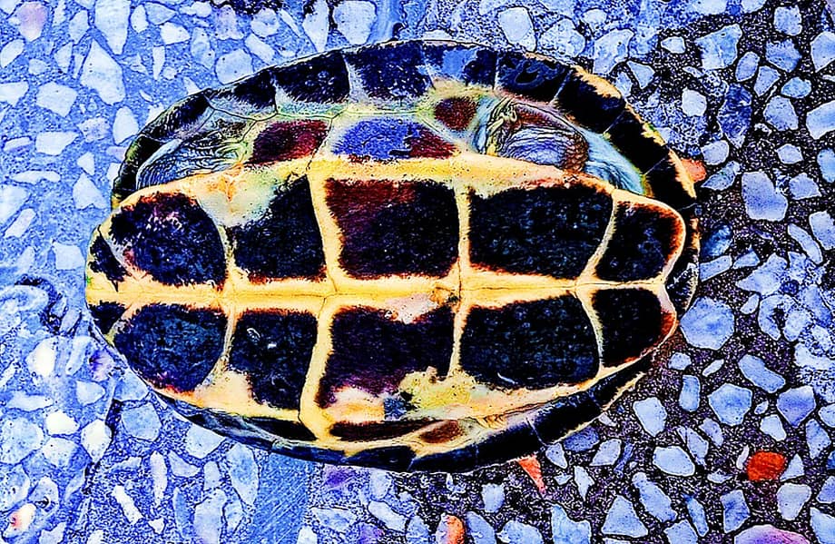 snake like tortoise 3